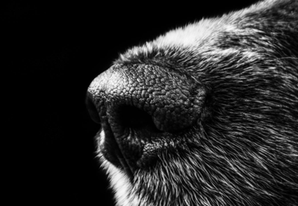 Cane salva il compagno cieco